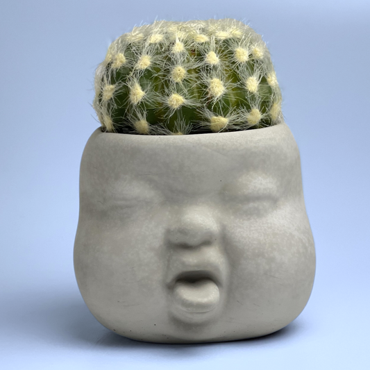 Baby Face Succulent Planter  - Wholesale