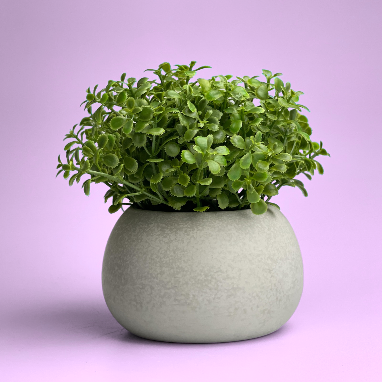 mini air plant holder Perfect Succulent Planter TRAY