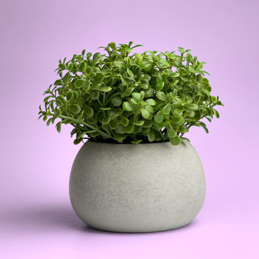 Mini Succulent Planter | Air Plant Holder