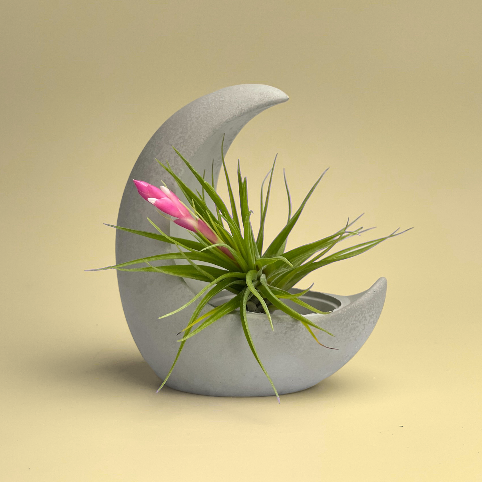 YOUNG MOON AIR PLANT HOLDER Tillandsia airplant live plant decor – HOME