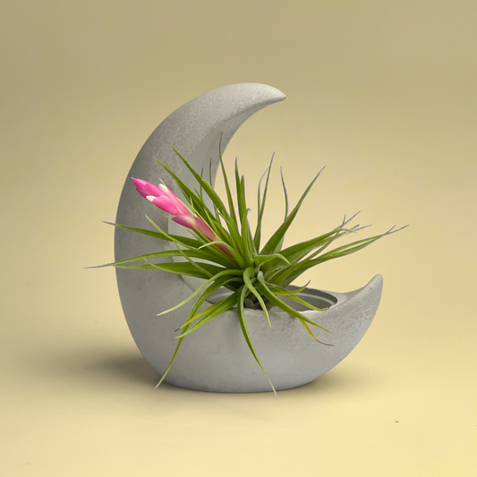 Show off your unique and creative side with this very stylish concrete moon air plant holder. This decorative item will look fabulous sitting anywhere from a living room to a bathroom or bedroom. The inspiration comes from the perception of life, the combination of craftsmanship and life brings a different beauty to the space.  Our Unique Air Plant Holder can be used in a variety of ways from air plant holder, jewelry holder to cute home accent.