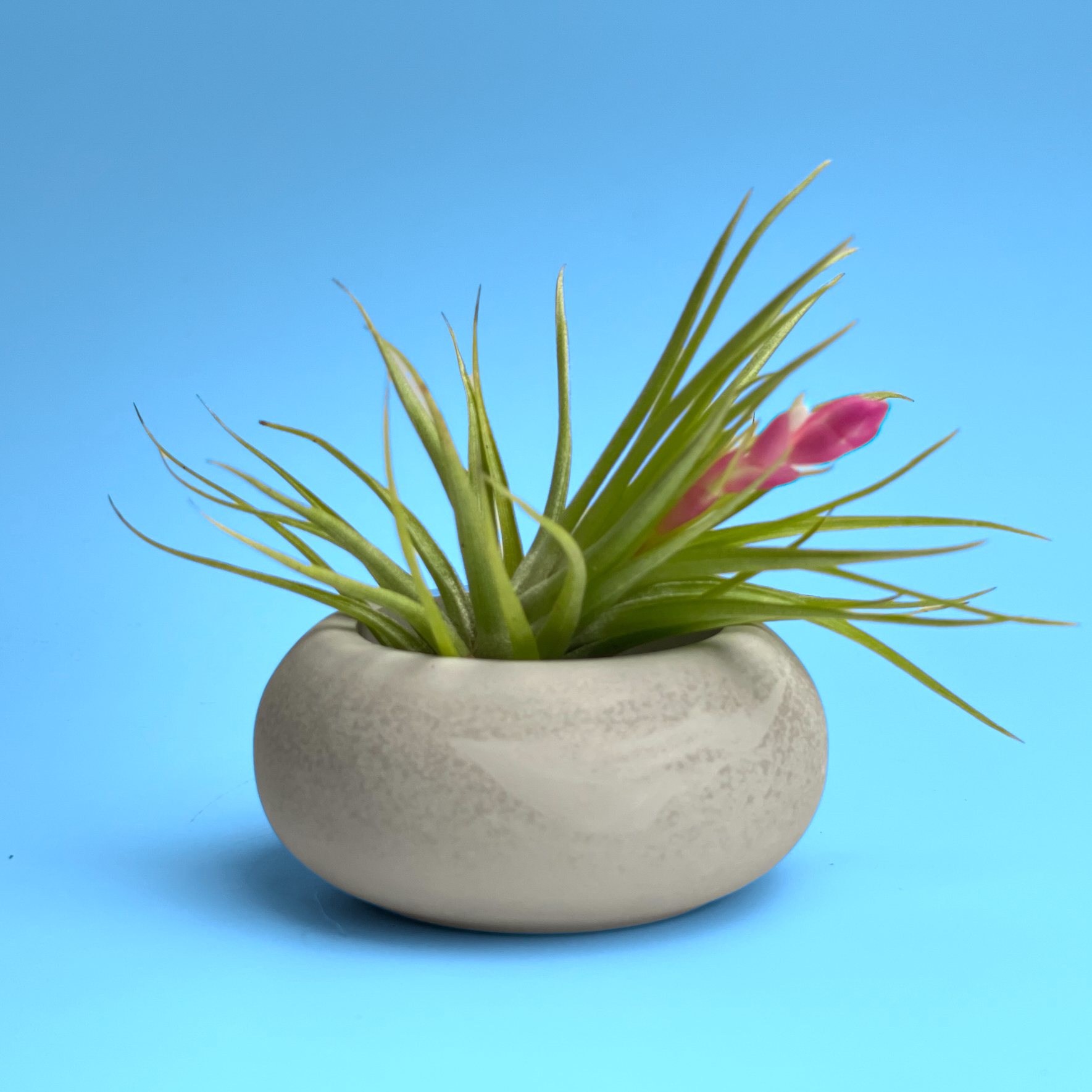 air plant pot holder Modern Air Plant Holder 7624584233110
