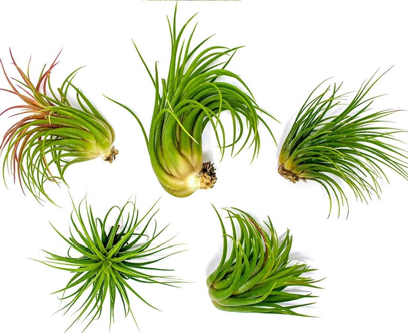 tillandsia ionantha guatemala air plants Tillandsia Ionantha Guatemala Air Plants 7649875951766