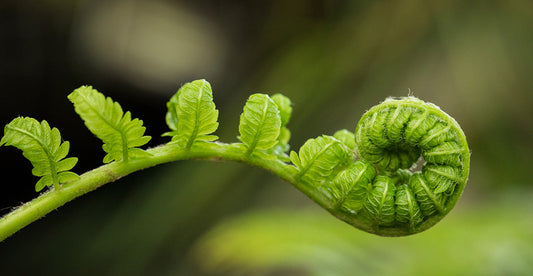 What Are Plants with Leafy Fronds?