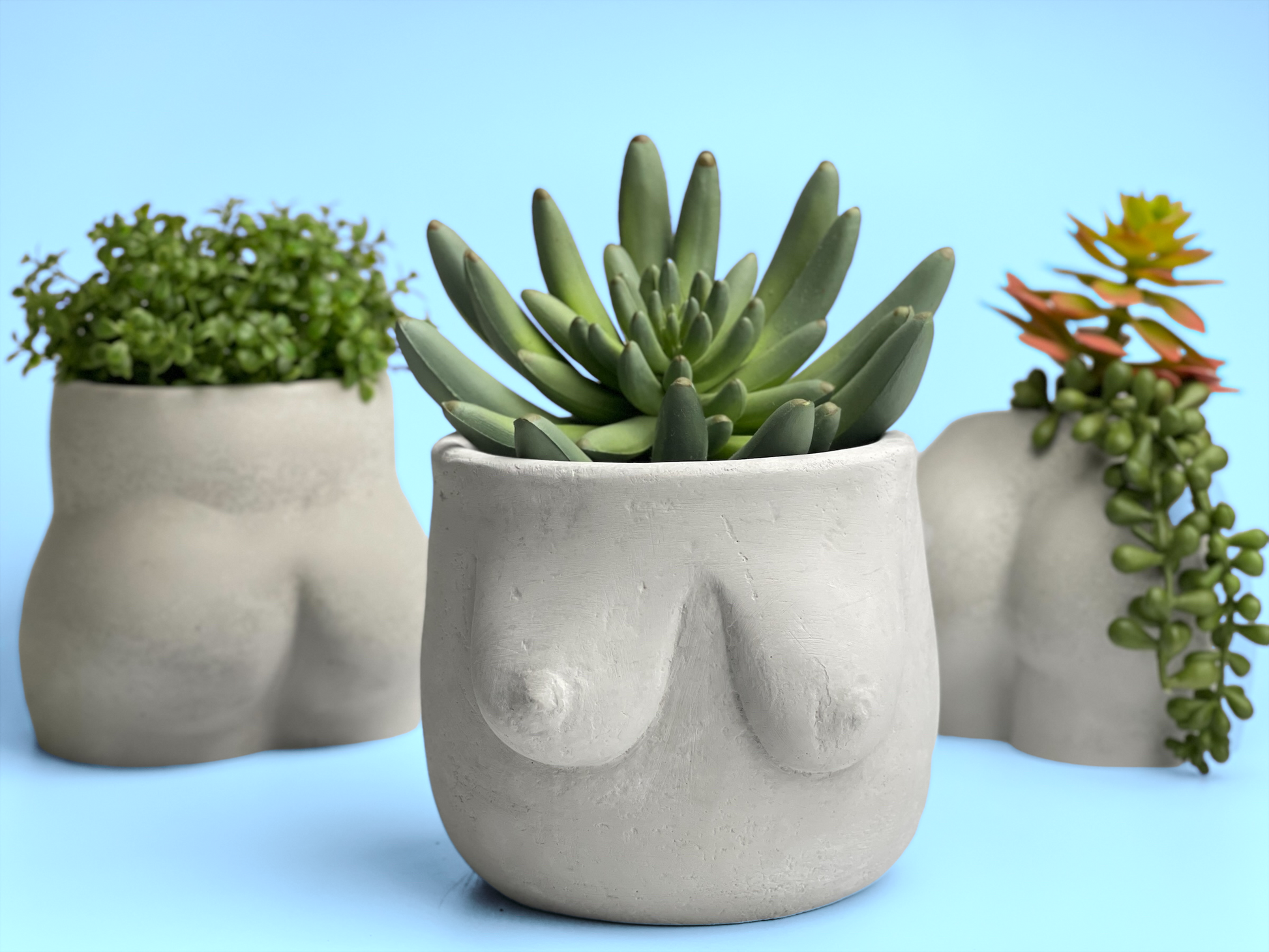 succulent breasts Boobs Planter