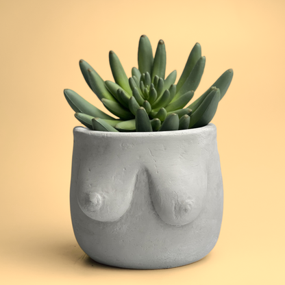 4” Planter, Breasts plant pot, Boob concrete planter, Boobs planter, Chest plant pot