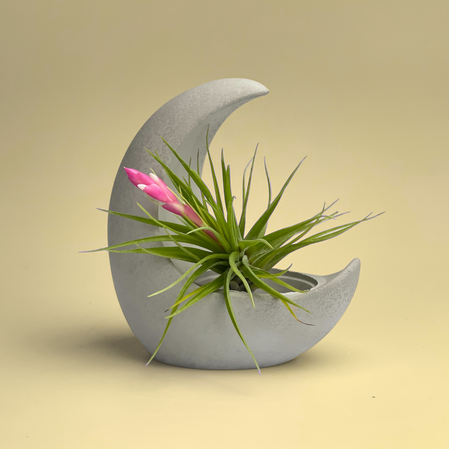 clay air plant holder Young Moon Air Plant Holder