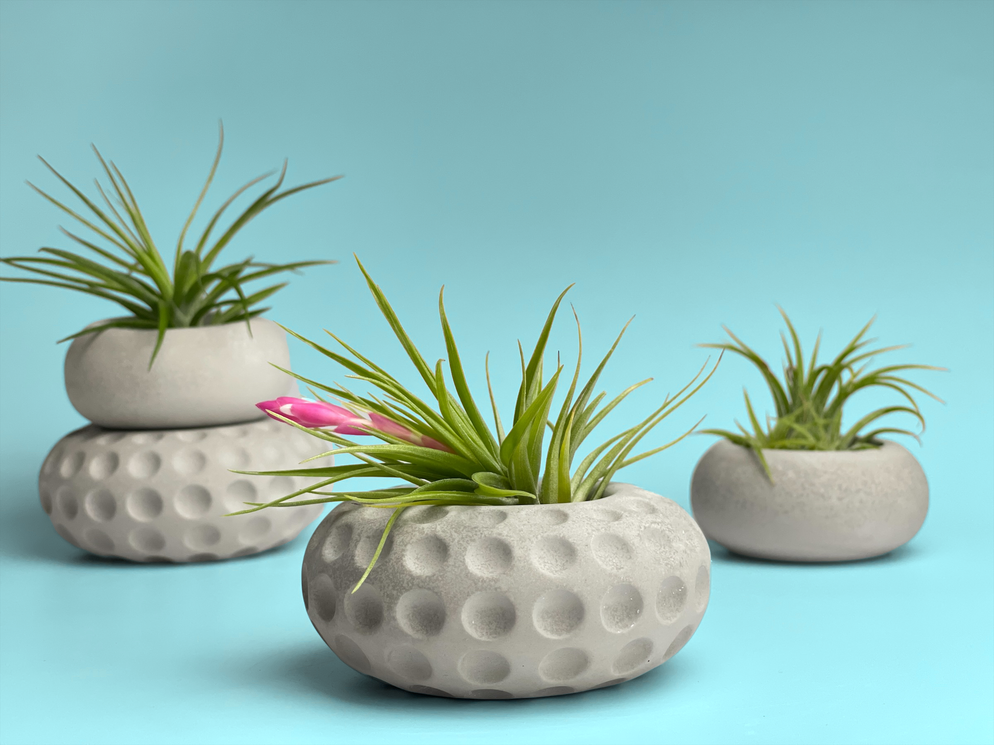 air plants pots Unique Tillandsia Air Plant Holder