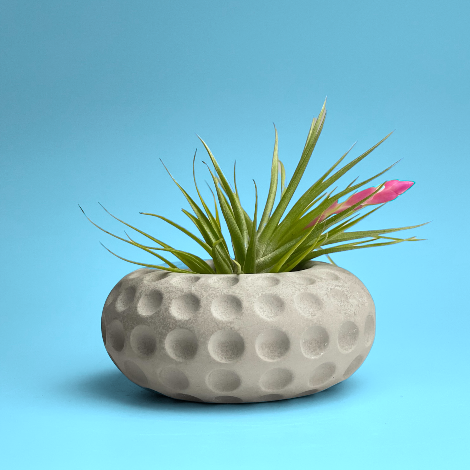 succulent pot holder Concave Dots Air Plant Holder | Succulent Planter
