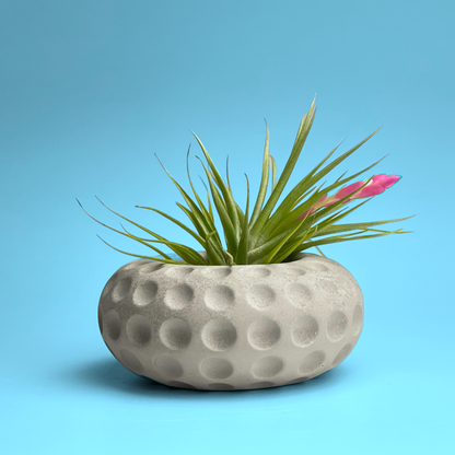 Concave Dots Air Plant Holder | Succulent Planter |
