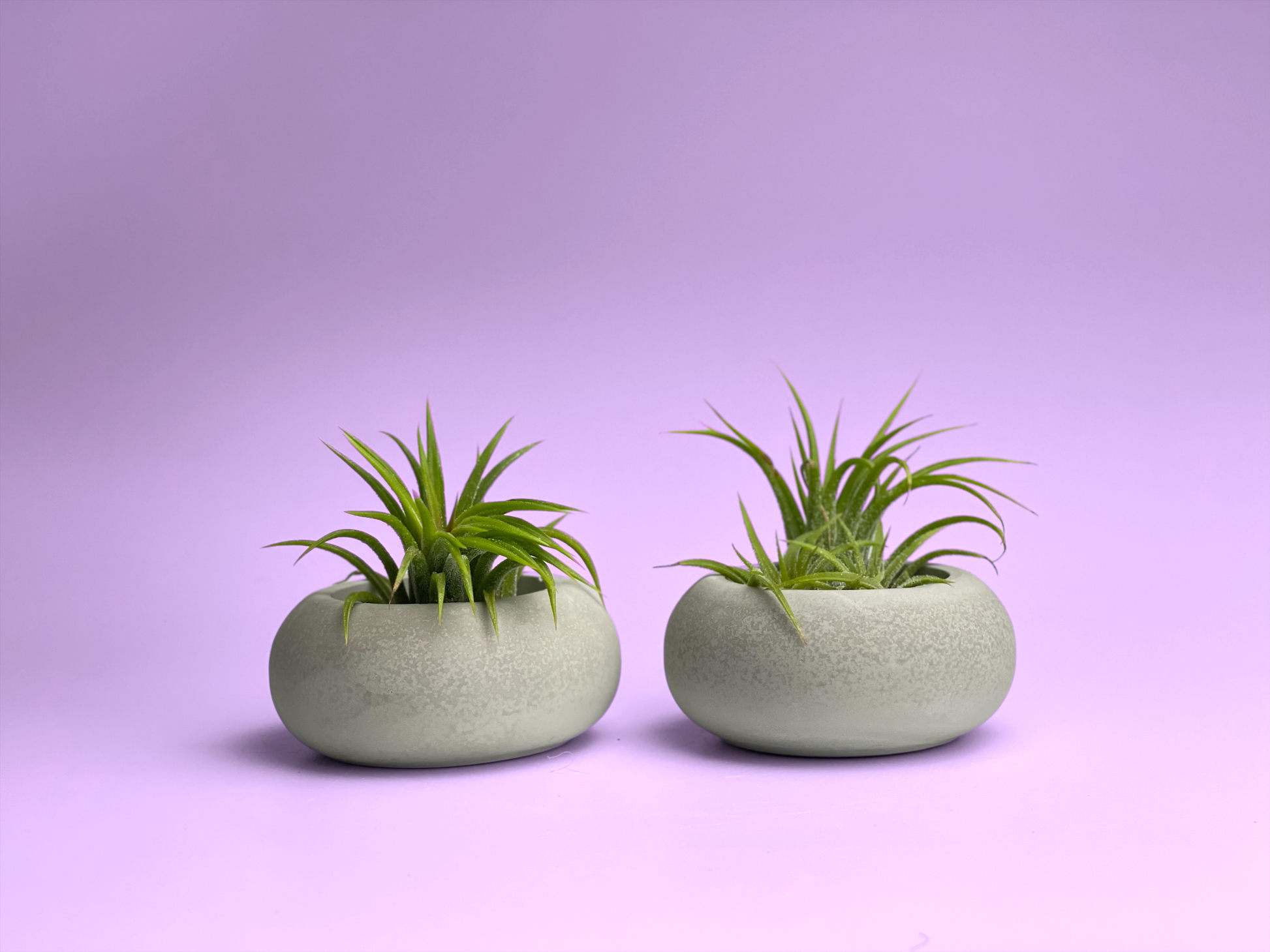 modern air plant holder Modern Air Plant Holder 7624584233110