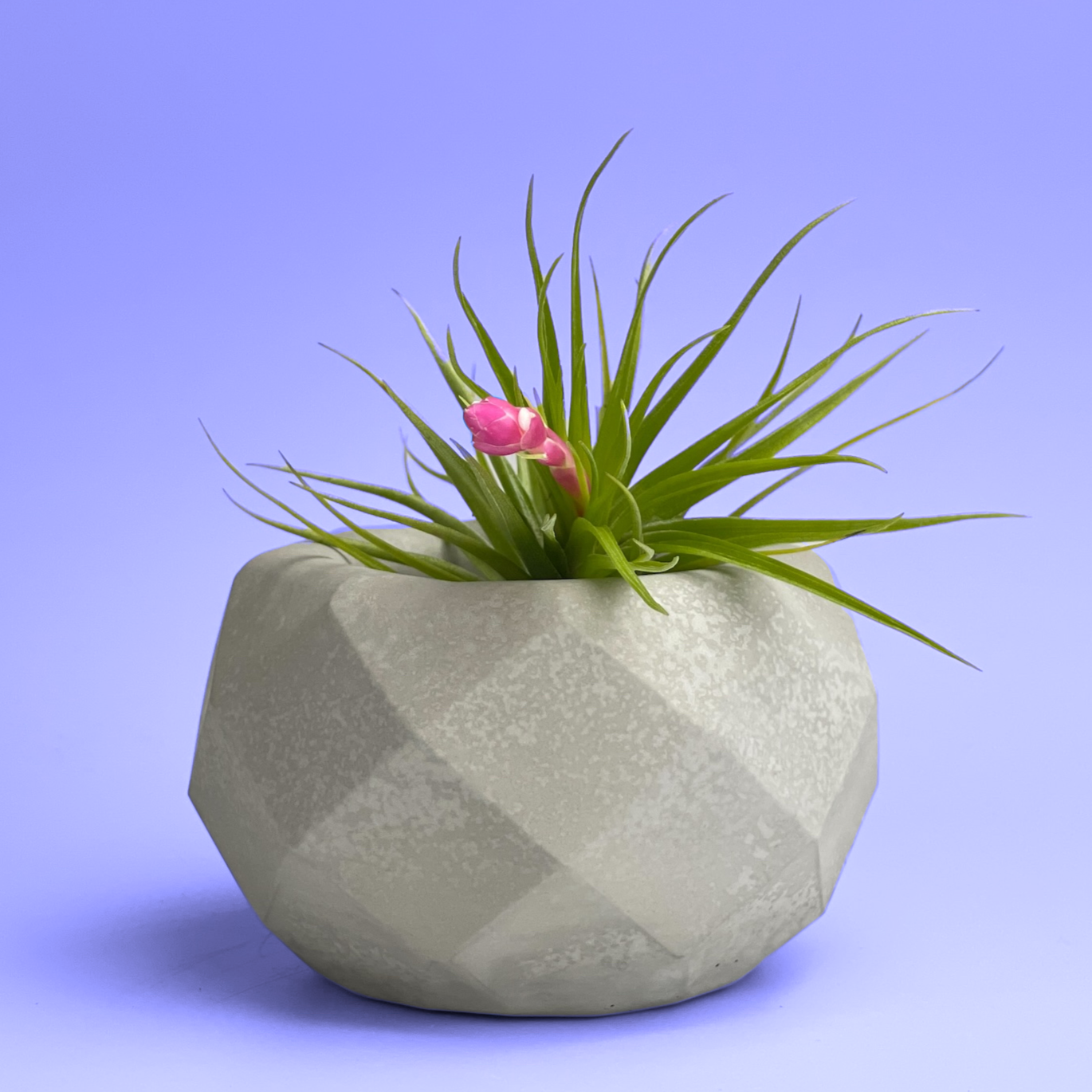 air plant geometric Geometric Air Plant Holder Planter Only