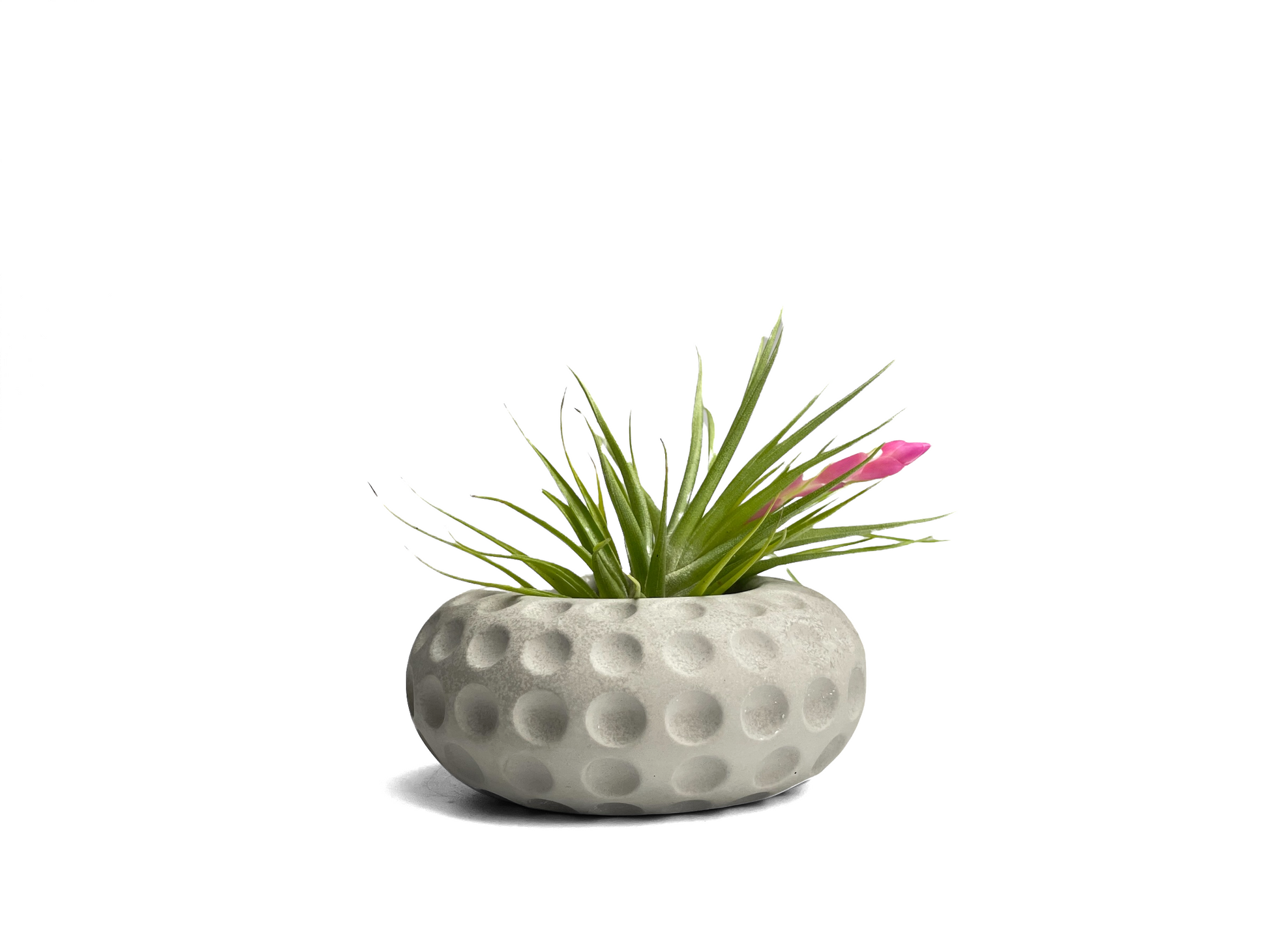 fred fancy ceramic mini air plant/succulent holder Unique Tillandsia Air Plant Holder