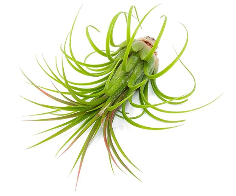 ionantha guatemala air plant care Tillandsia Ionantha Guatemala Air Plants 7649875951766