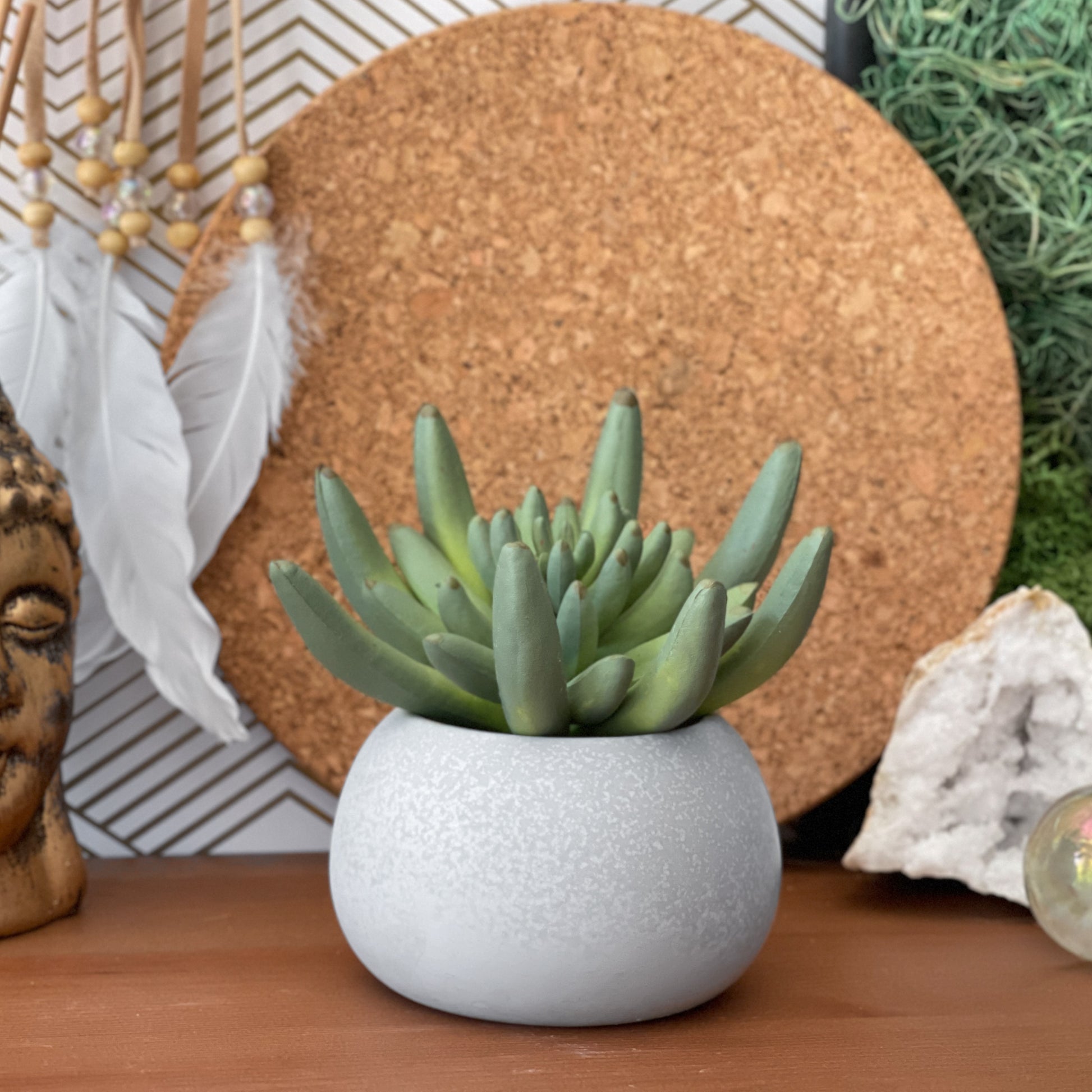 mini pot for succulent Perfect Succulent Planter TRAY